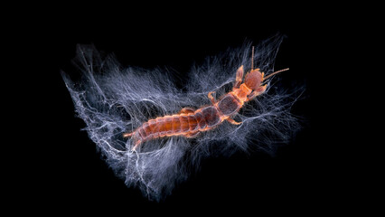 Relic insect Embia savignyi under a microscope, female. Of the family Embiidae, feed on decaying plant remains, build silk passages along which they move.