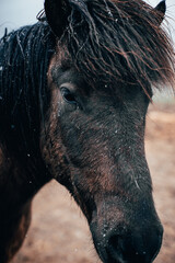 Braunes Pferd schaut in die Kamera