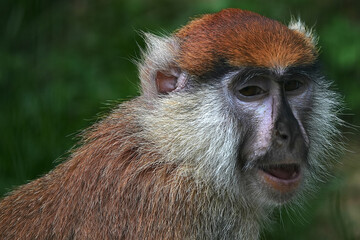Extreme close up and headshot of a Barbary Macaque looking down to the ground. This monkey has endangered status because roughly three hundred a year are being taken from the wild to be sold as pets.