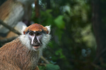 Extreme close up and headshot of a Barbary Macaque looking directly at camera. This monkey has endangered status because roughly three hundred a year are being taken from the wild to be sold as pets.