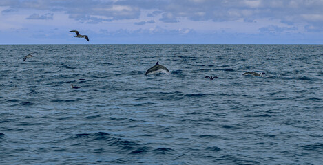 Delfin Springt aus dem Wasser mit vögeln i9m Himmel © Leander