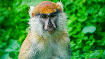 Extreme close up and headshot of a Barbary Macaque looking directly at camera. This monkey has endangered status because roughly three hundred a year are being taken from the wild to be sold as pets. © 3 Eyed Raven