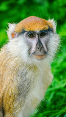 Extreme close up and side view of a Barbary Macaque with grass in his mouth. This monkey has endangered status because roughly three hundred a year are being taken from the wild to be sold as pets.