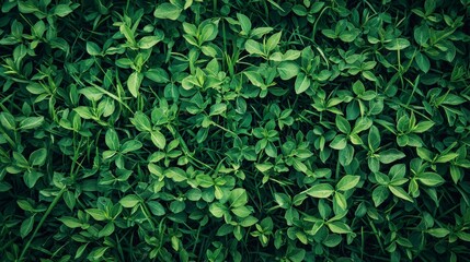 A dense layer of green leaves forms a carpet-like spread, covering the surface entirely and creating a uniform and soothing natural backdrop for any setting.