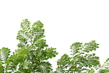 A tropical tree leaf with branches on white isolated background for green foliage backdrop 