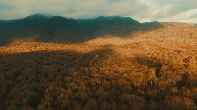 Aerial view of an autumn forest in Gabala, Azerbaijan, with stunning mountain scenery in the background. Perfect for seasonal or travel content