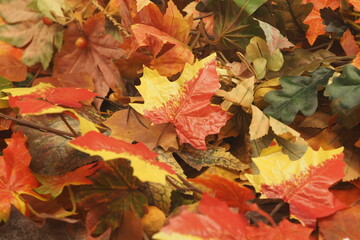 A colorful background image of fallen Autumn leaves
