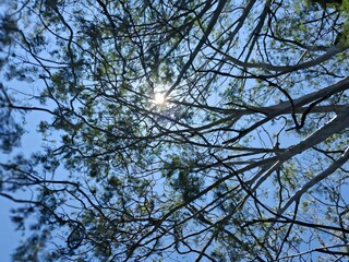Obraz premium Sunlight through tree branches