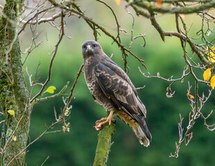 Buzzard close up detail. Perched on a branch in autumn.