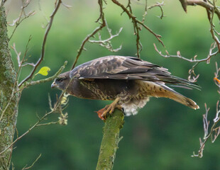 Buzzard close up detail. Perched on a branch in autumn.