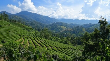 Fototapeta premium Lush Green Tea Plantations Amidst Rolling Hills and Scenic Mountains Under Bright Blue Sky with Fluffy White Clouds in a Beautiful Landscape
