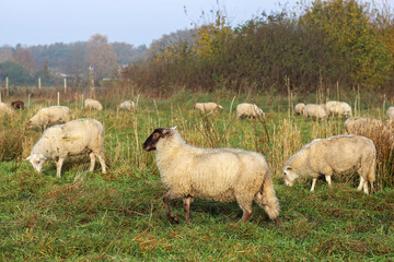 Sheep with a brown head running away