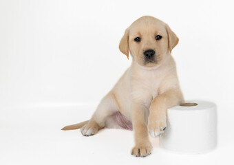 Stoic pup, bold stance, Labrador pup, blonde pup, blonde Labrador, posing, photo studio, model...