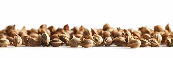 Photo Coriander Seeds Spice Seasoning Aromatic Flavor Ingredient Culinary Herb