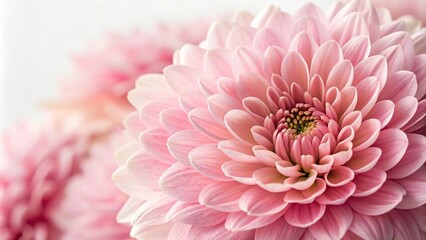 Romantic Pink Floral Pattern with Intricate Petals, floral pattern, pastel colors, soft pink, nature photography, flower arrangement