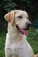 A beautiful photo of a handsome blonde Labrador Retriever male.