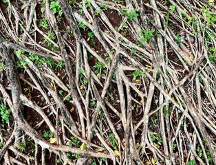 Bunch of messy tree roots above ground isolated on horizontal ratio soil and small green plants background.