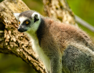 ring-tailed lemur (Lemur catta) staring