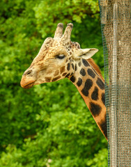 giraffe portrait in detail behind trunk with mesh