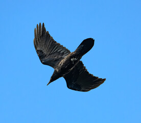 Fototapeta premium raven silhouette in flight on blue sky