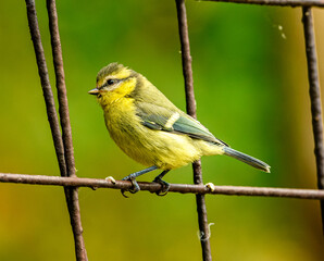 young Eurasian blue tit (Cyanistes caeruleus) on a fence