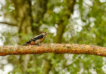 middle spotted woodpecker (Dendrocoptes medius) on a pine branch