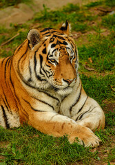 Amur or Siberian tiger (Panthera tigris altaica)