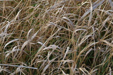 This gold colored hay is growing in a field in sunny autumn day.