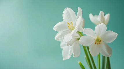 Fototapeta premium Banner with white spring flowers on solid blue background. Spring floral design.