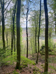 Obraz premium Forest with green leafy trees, mossy rocks and dry leaves on the ground in the Mullerthal region of Luxembourg