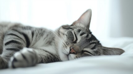 Tabby cat lounging lazily on white background for relaxation and comfort