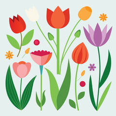 Obraz premium Red and white tulips, a floral spring design on a white background, illustrate the beauty of nature's blossom