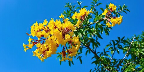 Obraz premium Yellow flowers of Senna spectabilis on a tree with dense leaves against a bright blue sky, nature, vibrant blooms