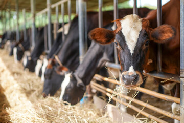Feed the cows in cowshed at farm, Cows standing in a stall, eating hay and looking at camera. Agriculture industry, farming and animal husbandry concept, livestock in Thailand