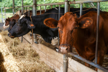 Feed the cows in cowshed at farm, Cows standing in a stall, eating hay and looking at camera. Agriculture industry, farming and animal husbandry concept, livestock in Thailand