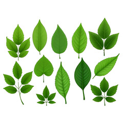 Fototapeta premium Set of Green Leaves Isolated Design