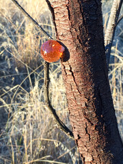 close up of a tree sap