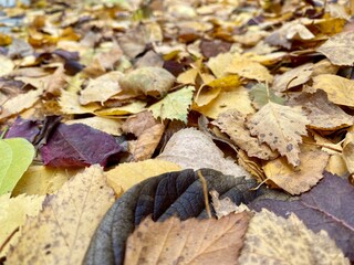 colorful autumn leaves lying on the ground
