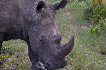 Portrait rapproché d’un rhinocéros dans la savane africaine, mettant en valeur ses cornes...