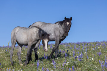 Fototapeta premium Wild Horses in Summer in the Pryor Mountains Montana 