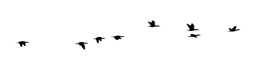 flock of birds silhouette isolated on clear background