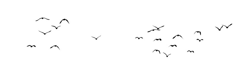 flock of birds silhouette isolated on clear background
