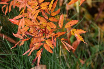 These leaves of a bush are in autumn colors in sunny autumn day.