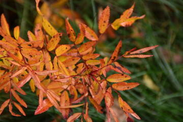 These leaves of a bush are in autumn colors in sunny autumn day.