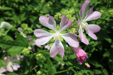Close up of a pink mallow flower, Derbyshire England
