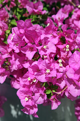 Close up of Bougainvillea flowers, Mauritius 
