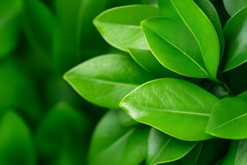 Obraz premium A close-up view of vibrant green leaves, showcasing their glossy texture and intricate shapes, emphasizing nature's beauty.