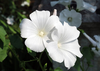 Close up of white annual mallow flowers, Derbyshire England
