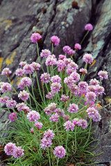 Patch of Sea thrift, Scotland
