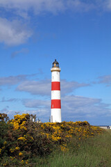 Tarbat Ness Lighthouse with gorse, Scotland
